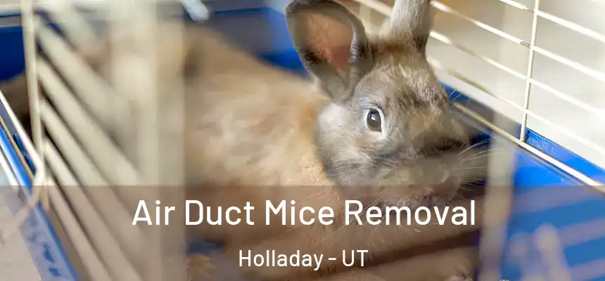 Air Duct Mice Removal Holladay - UT